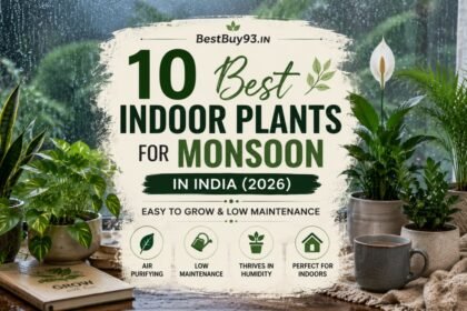10 Best Indoor Plants for Monsoon in India (2026) 11 10 Best Indoor Plants for Monsoon in India (2026)